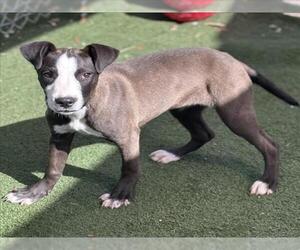 Labrador Retriever-Unknown Mix Dogs for adoption in Texas City, TX, USA