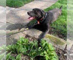 Labrador Retriever Dogs for adoption in Manchester, IA, USA