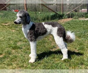 Sheepadoodle Dogs for adoption in Bowmanville, Ontario, Canada