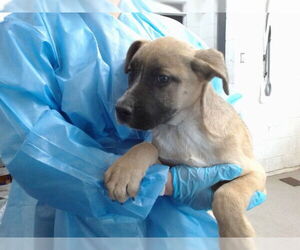 American Pit Bull Terrier Dogs for adoption in San Bernardino, CA, USA