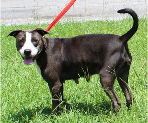 Mutt Dogs for adoption in Prattville, AL, USA