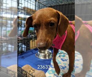 Doxie-Pin Dogs for adoption in Chico, CA, USA