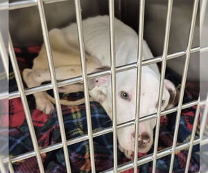 Mutt Dogs for adoption in Decatur, IL, USA