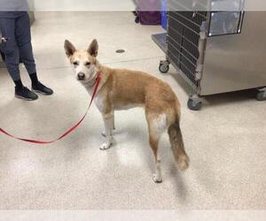 Siberian Husky-Unknown Mix Dogs for adoption in Riverside, CA, USA