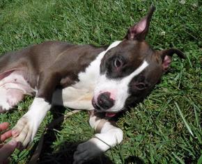 American Staffordshire Terrier-Bull Terrier Mix Dogs for adoption in Richmond, IN, USA