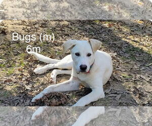 Mutt Dogs for adoption in Farmerville, LA, USA