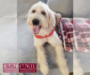 Goldendoodle Dogs for adoption in Marina del Rey, CA, USA