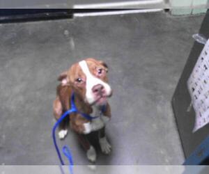 Boxer-Unknown Mix Dogs for adoption in Tulsa, OK, USA