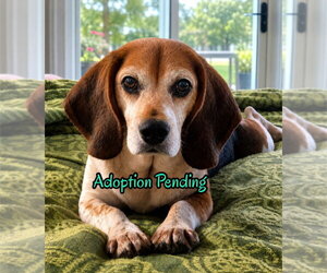 Beagle Dogs for adoption in Dunnellon, FL, USA