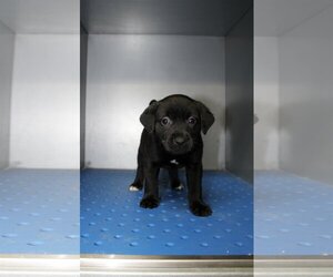 Labrador Retriever-Unknown Mix Dogs for adoption in Madison, GA, USA
