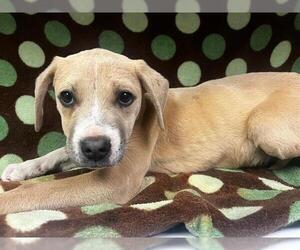 American Pit Bull Terrier-Unknown Mix Dogs for adoption in HESPERIA, CA, USA