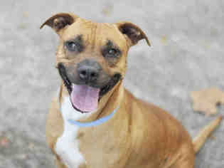 Black Mouth Cur Dogs for adoption in Tavares, FL, USA
