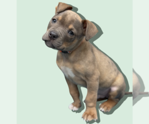 Labrador Retriever-Unknown Mix Dogs for adoption in Rockville, MD, USA