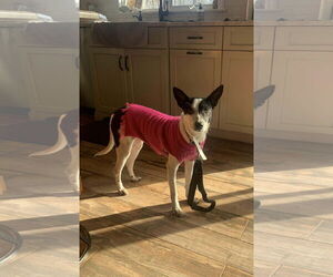 Mutt Dogs for adoption in Westwood, NJ, USA