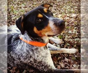 Bluetick Coonhound Dogs for adoption in Crossville, TN, USA