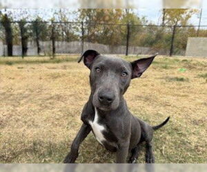 Unknown-Weimaraner Mix Dogs for adoption in Temple, TX, USA
