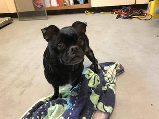 Pug Dogs for adoption in Beckley, WV, USA