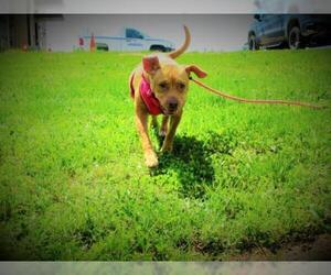 Staffordshire Bull Terrier-Unknown Mix Dogs for adoption in Centerton, AR, USA