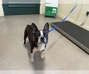 Boston Terrier Dogs for adoption in Pasadena, CA, USA