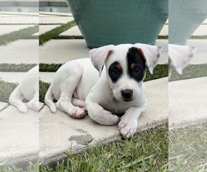 Labrador Retriever-Unknown Mix Dogs for adoption in Royal Palm Beach, FL, USA