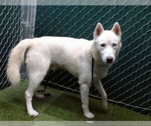 Siberian Husky Dogs for adoption in Downey, CA, USA