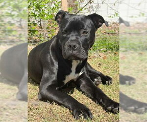American Bulldog-Unknown Mix Dogs for adoption in Sanford, FL, USA