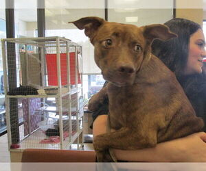 American Pit Bull Terrier Dogs for adoption in Ocala, FL, USA