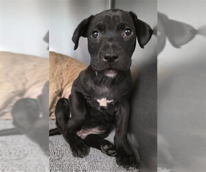 American Staffordshire Terrier-Unknown Mix Dogs for adoption in Tallahassee, FL, USA