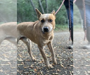 Mutt Dogs for adoption in Paso Robles, CA, USA