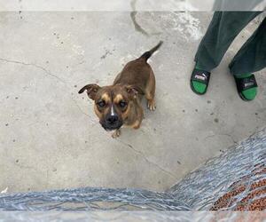 Black Mouth Cur-Pug Mix Dogs for adoption in Riverside, CA, USA