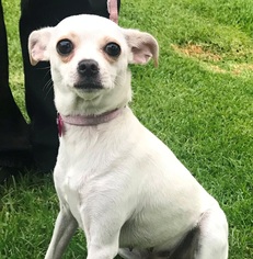 Medium Photo #1 Chihuahua Puppy For Sale in Petaluma, CA, USA