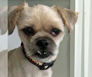 Shih Tzu-Unknown Mix Dogs for adoption in Arlington, VA, USA