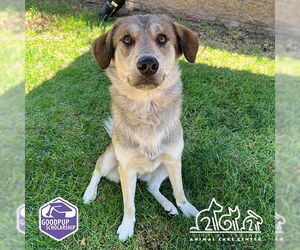 German Shepherd Dog-Unknown Mix Dogs for adoption in Irvine, CA, USA