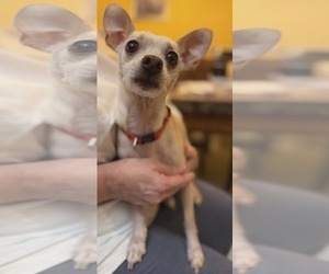 Chihuahua-Unknown Mix Dogs for adoption in Katy, TX, USA
