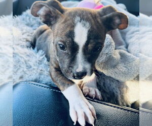 Medium Photo #1 Boxer Puppy For Sale in San Juan Capistrano, CA, USA