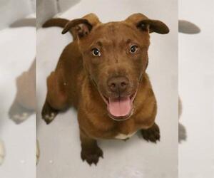 American Pit Bull Terrier-Unknown Mix Dogs for adoption in Augusta, GA, USA