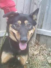 German Shepherd Dog Dogs for adoption in Monticello, IA, USA