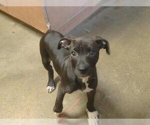 Mutt Dogs for adoption in Sacramento, CA, USA