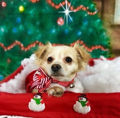 Medium Photo #1 Dameranian Puppy For Sale in Garland, TX, USA
