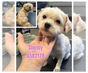 Poodle (Miniature)-Unknown Mix Dogs for adoption in San Antonio, TX, USA