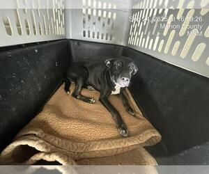 Labrador Retriever-Unknown Mix Dogs for adoption in Ocala, FL, USA