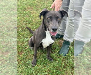 Labrador Retriever-Unknown Mix Dogs for adoption in Brewster, NY, USA