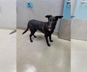 German Shepherd Dog-Unknown Mix Dogs for adoption in Las Vegas, NV, USA