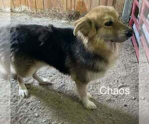 Aussie Pyrenees Dogs for adoption in Aurora, IN, USA