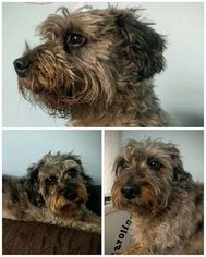 Doodle Dogs for adoption in Pacolet, SC, USA