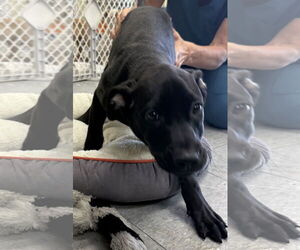 Mutt Dogs for adoption in Royal Palm Beach, FL, USA