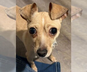 Chihuahua Dogs for adoption in Fort Wayne, IN, USA