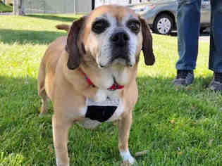 Puggle Dogs for adoption in San Clemente, CA, USA