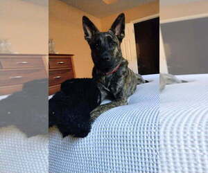 German Shepherd Dog-Unknown Mix Dogs for adoption in San Leon, TX, USA