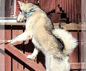 Small Alaskan Husky